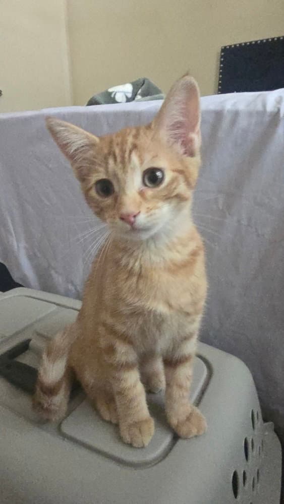 Nacho - Domestic Short Hair