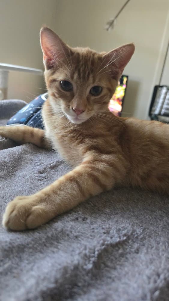 Queso - Domestic Short Hair