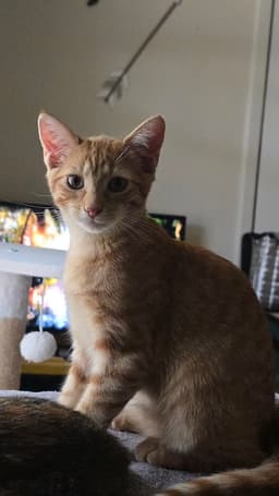Queso image 4