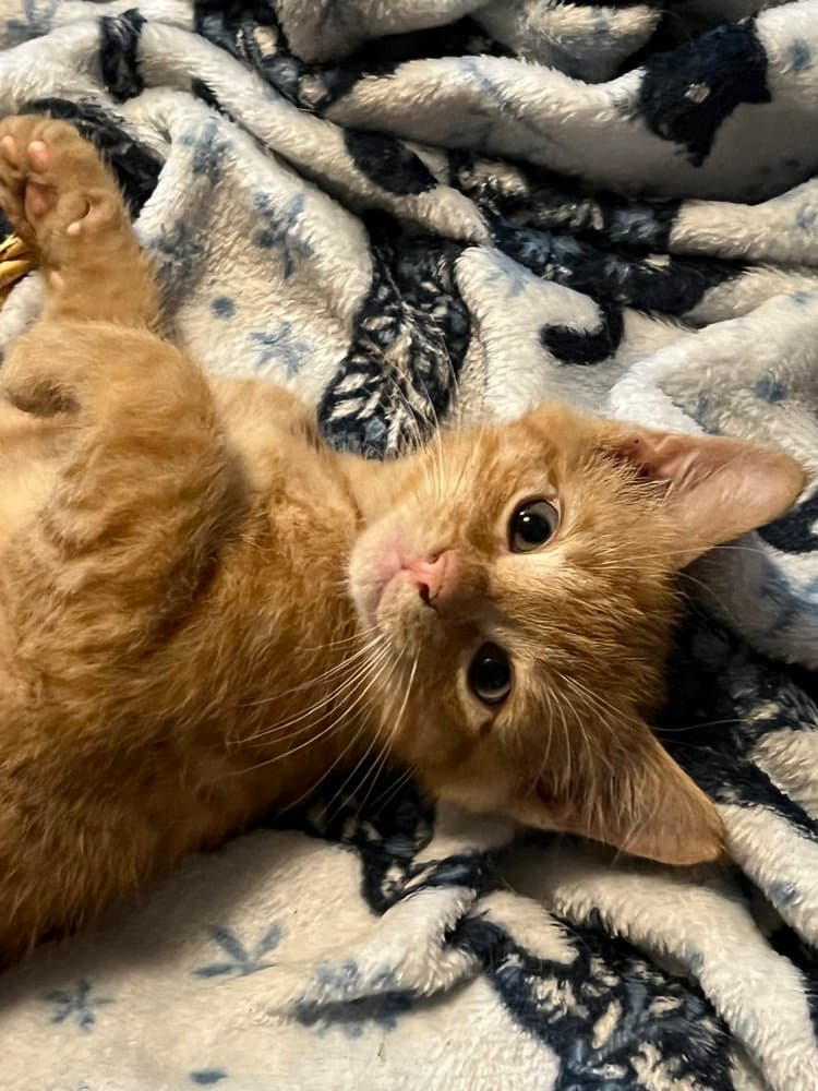 Jett - Domestic Short Hair