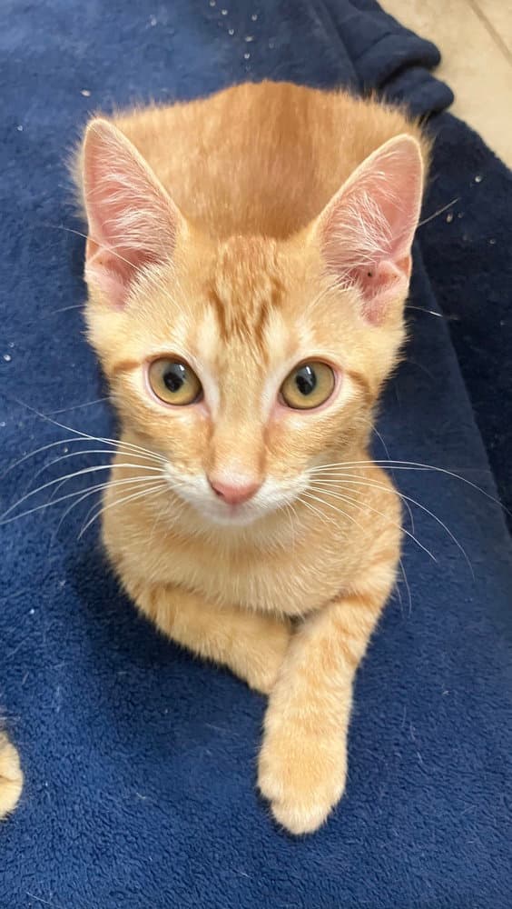 Nodavid - Domestic Short Hair