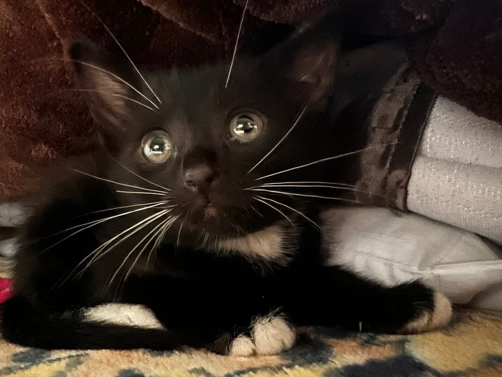 Luke Skywhisker - Domestic Short Hair