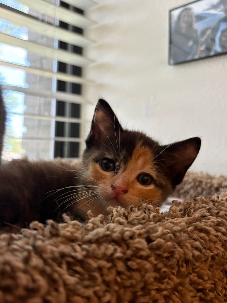 Margo Ratatouille - Calico