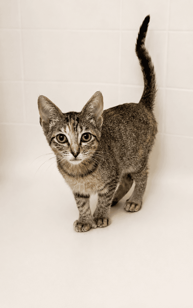 Tempurra - Extra-Toes Cat (Hemingway Polydactyl)