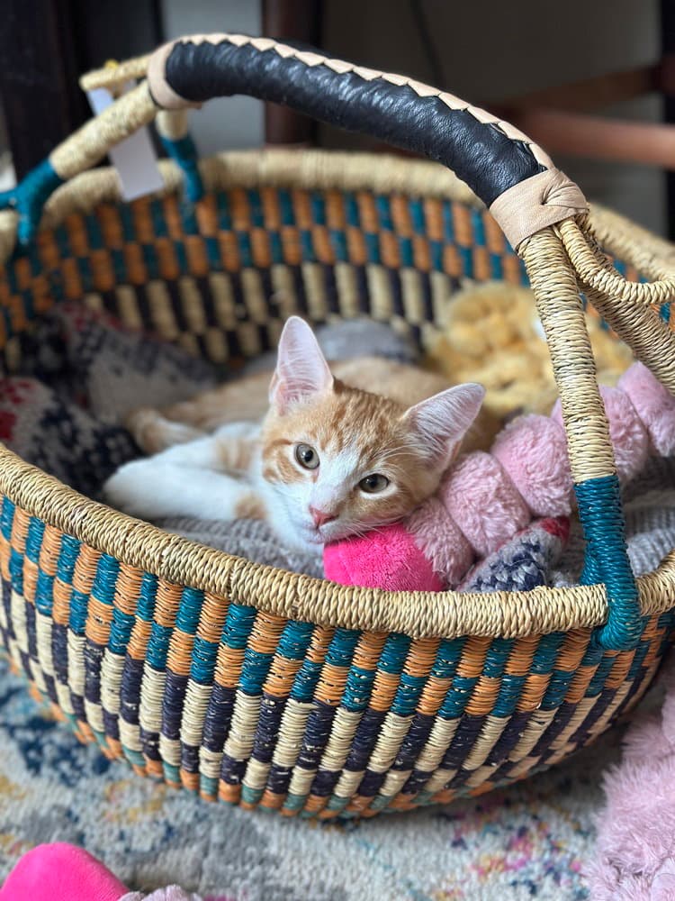 Mango - Domestic Short Hair