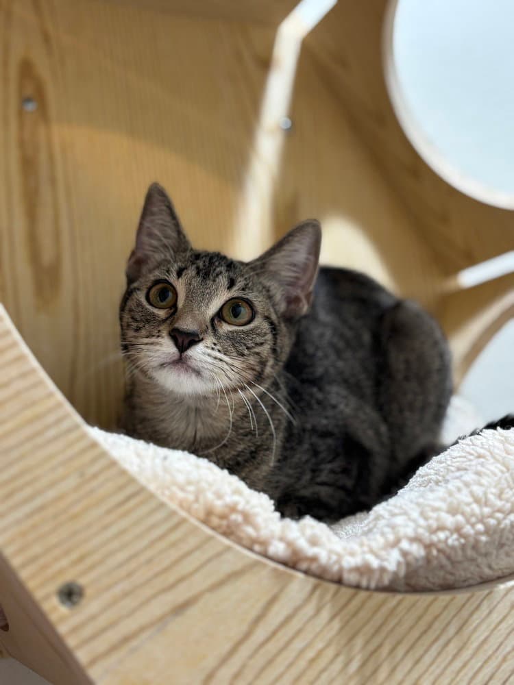 Artic - Domestic Short Hair