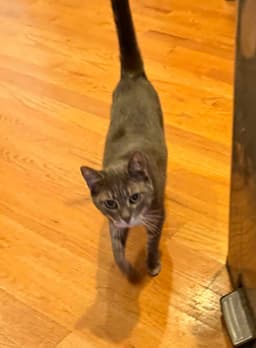 Mimi image 1