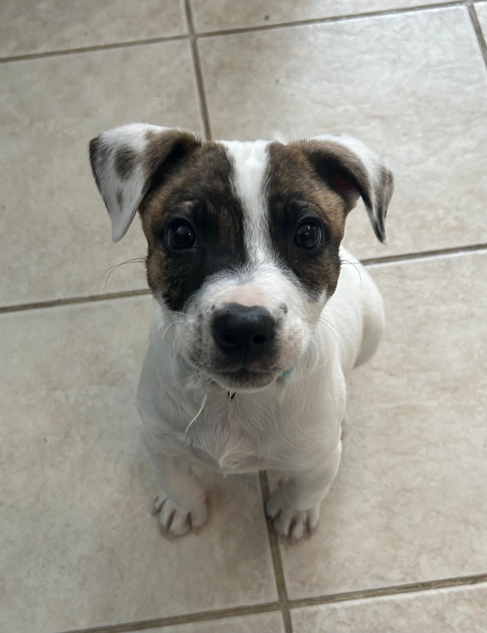 Patch - Australian Shepherd