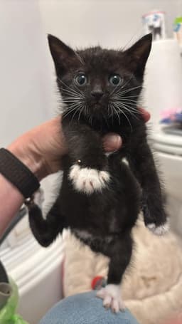 Kitten image 1