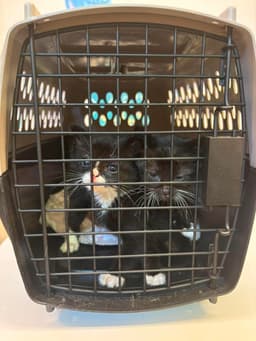 Kitten image 2
