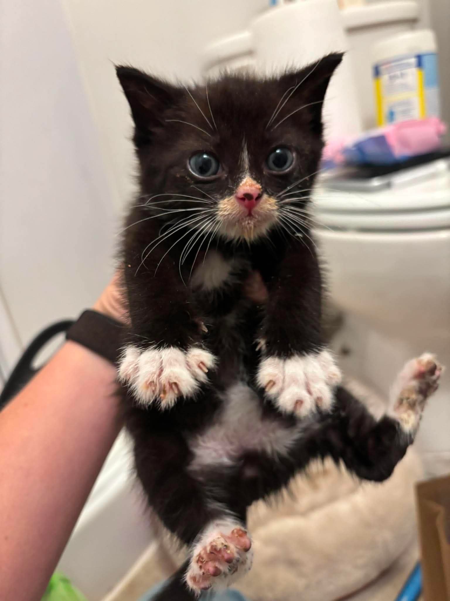 Kitten - Domestic Medium Hair