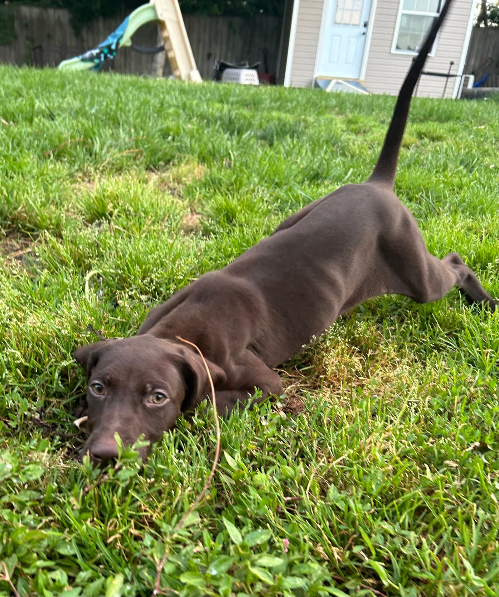 Goose - German Shorthaired Pointer