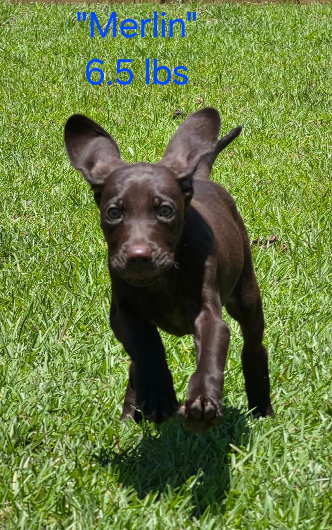 Merlin - German Shorthaired Pointer
