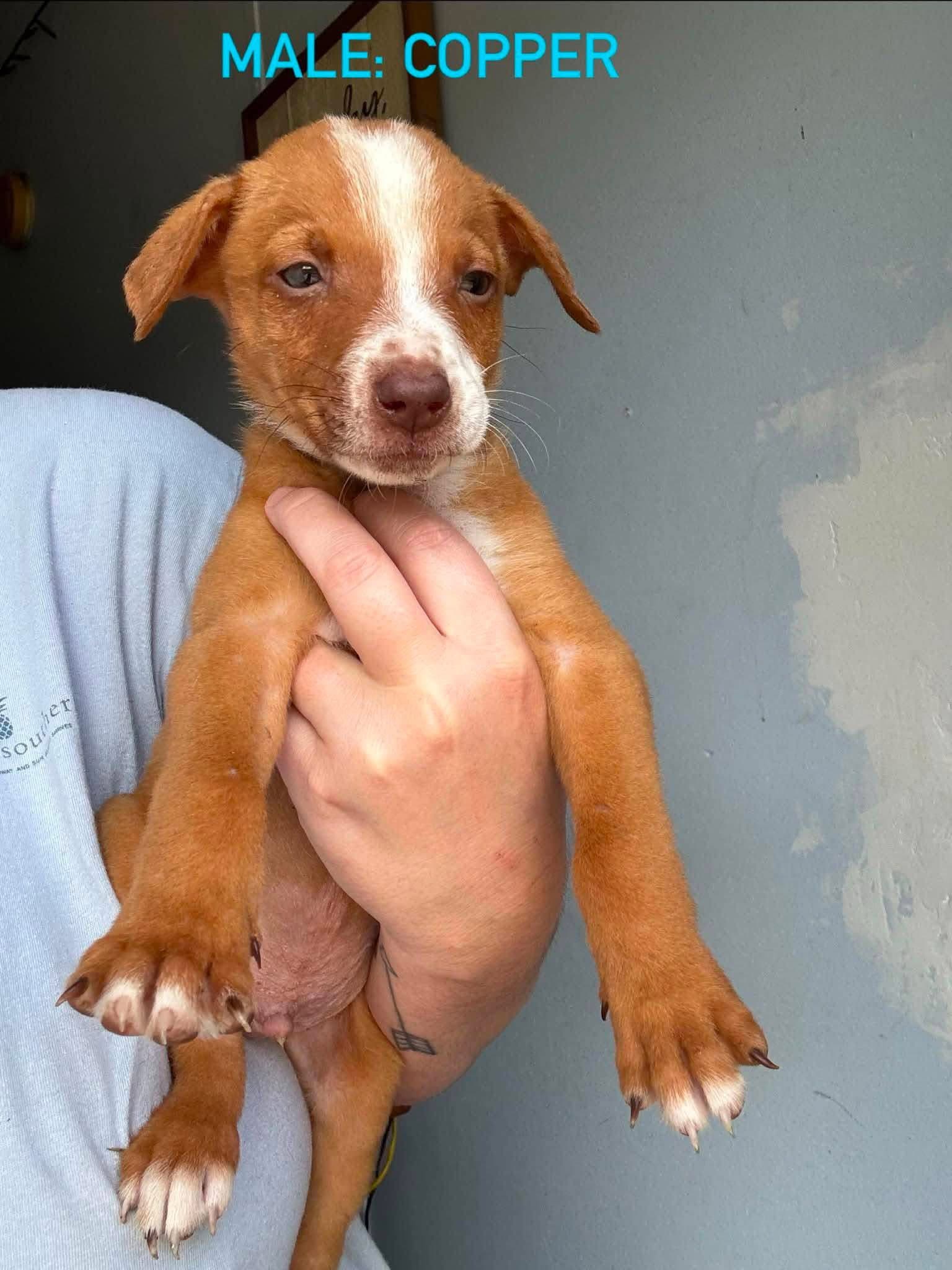 Copper - Unknown