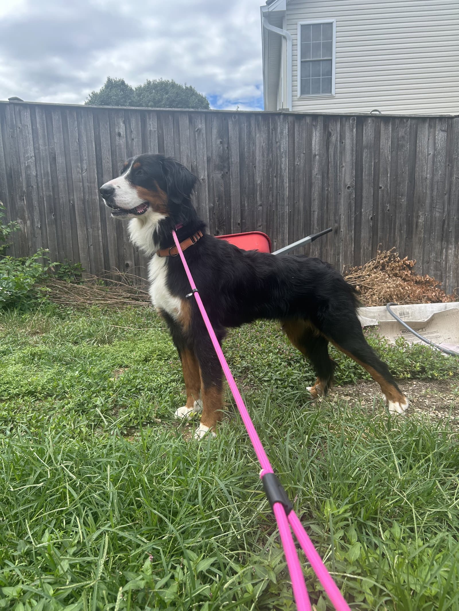 Lilah - Bernese Mountain Dog