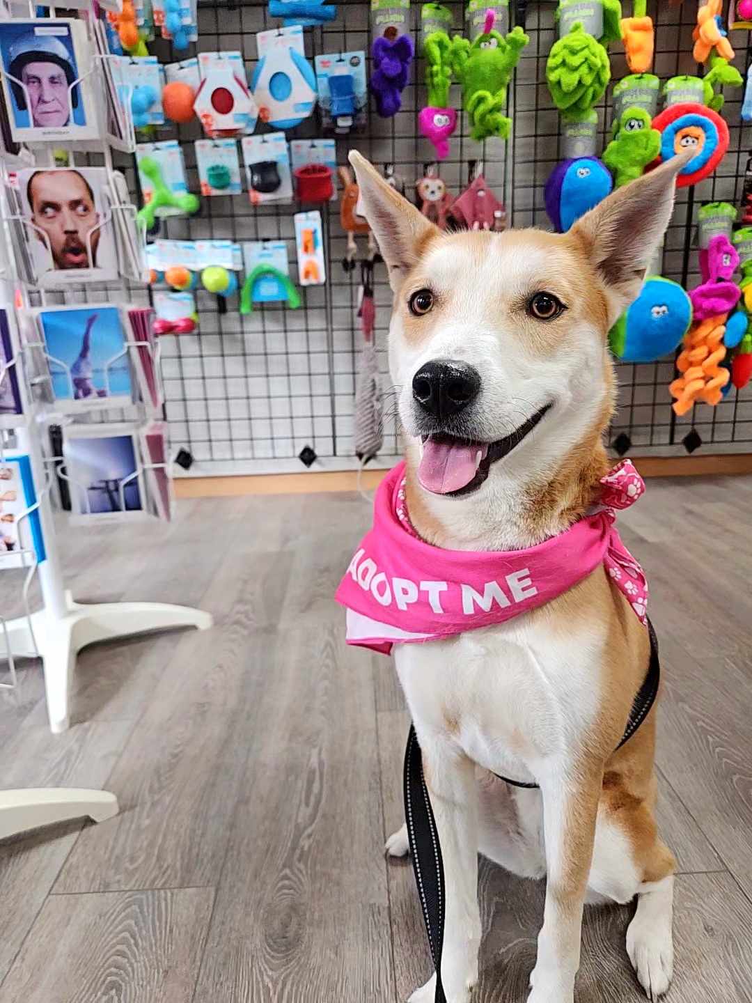 May - Shiba Inu