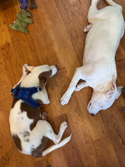 Gilligan - Gilligan Island Litter image 3