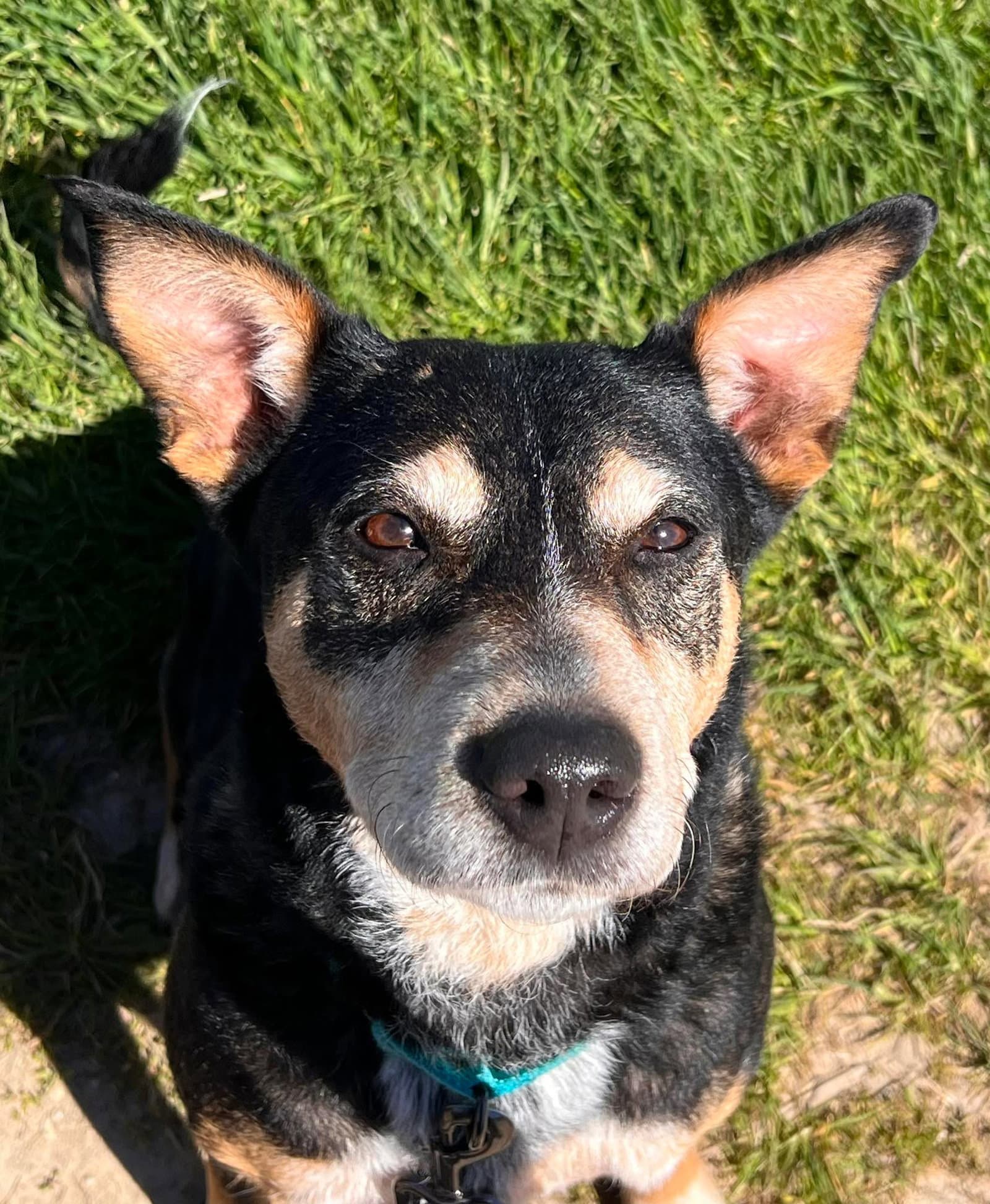 Rosie - Australian Cattle Dog/Blue Heeler