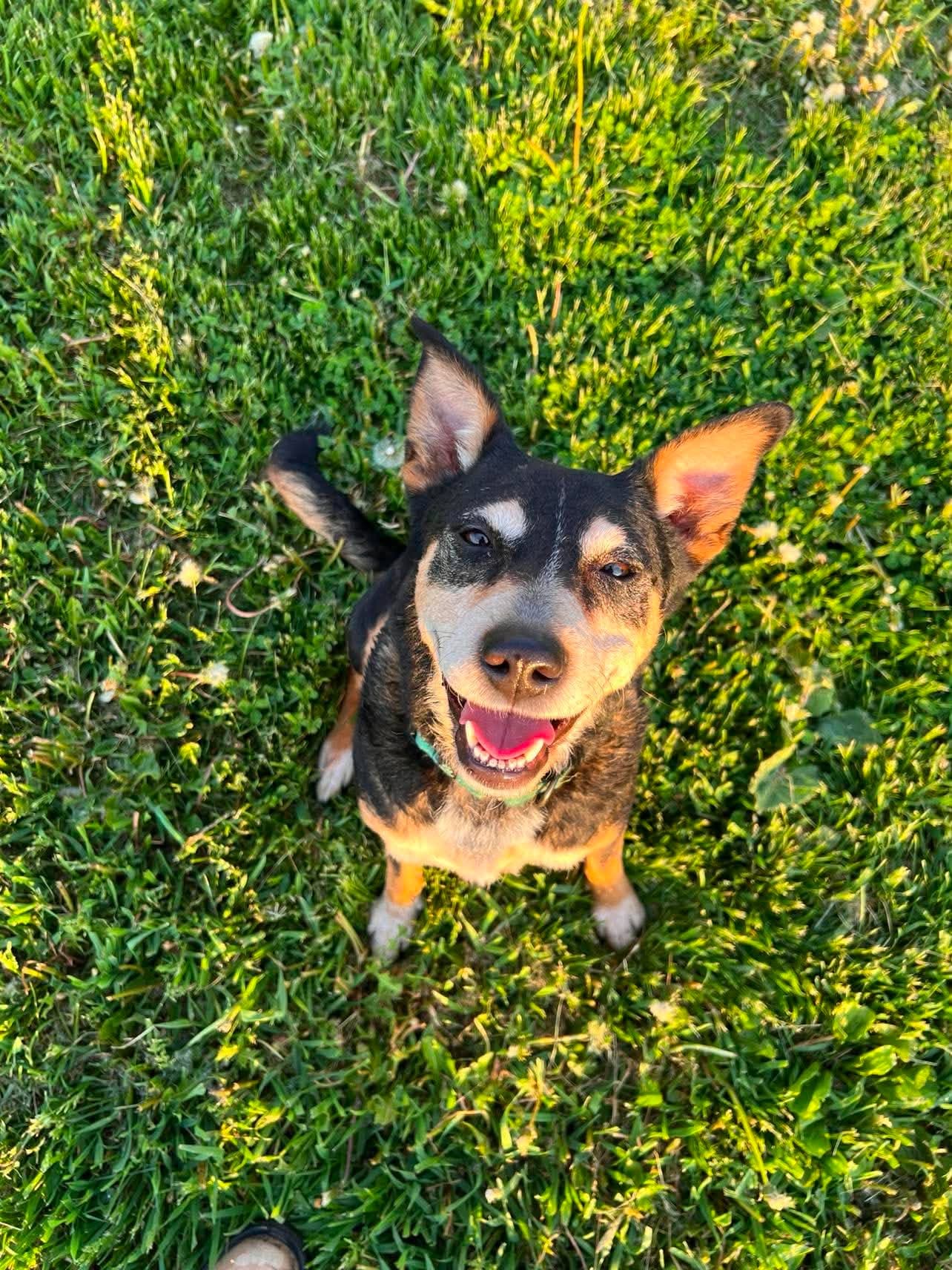 Rosie - Australian Cattle Dog/Blue Heeler