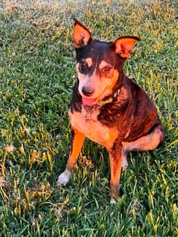 Rosie image 3