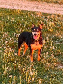 Rosie image 4