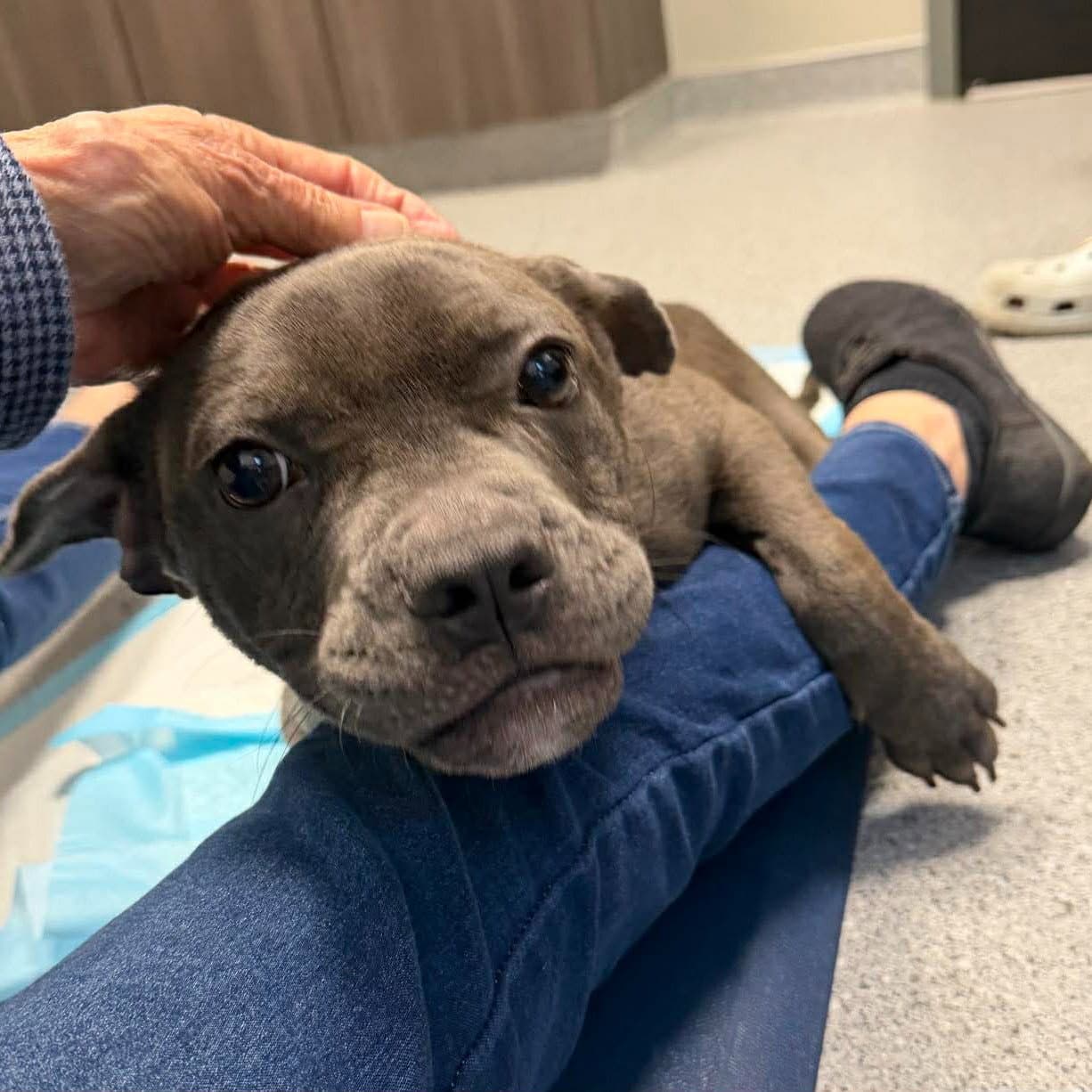 Ash - Coming Soon - American Staffordshire Terrier