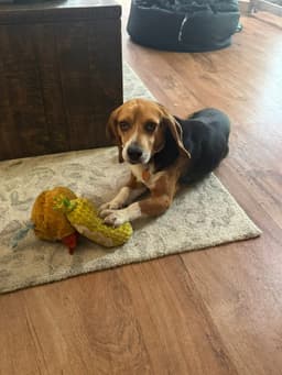 Charlie image 1