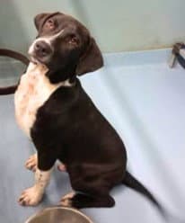 Milo - Labrador Retriever