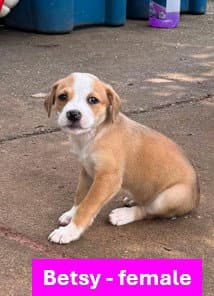 Betsy - Americana Litter - Labrador Retriever