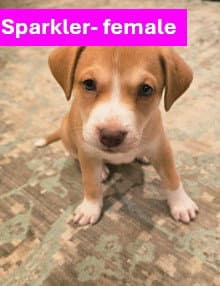 Sparkler - Americana Litter image 1
