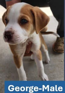 George - Americana Litter - Labrador Retriever