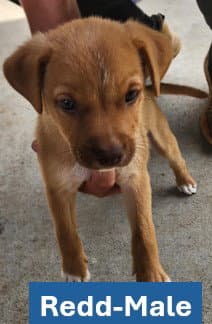Redd - Americana Litter - Labrador Retriever