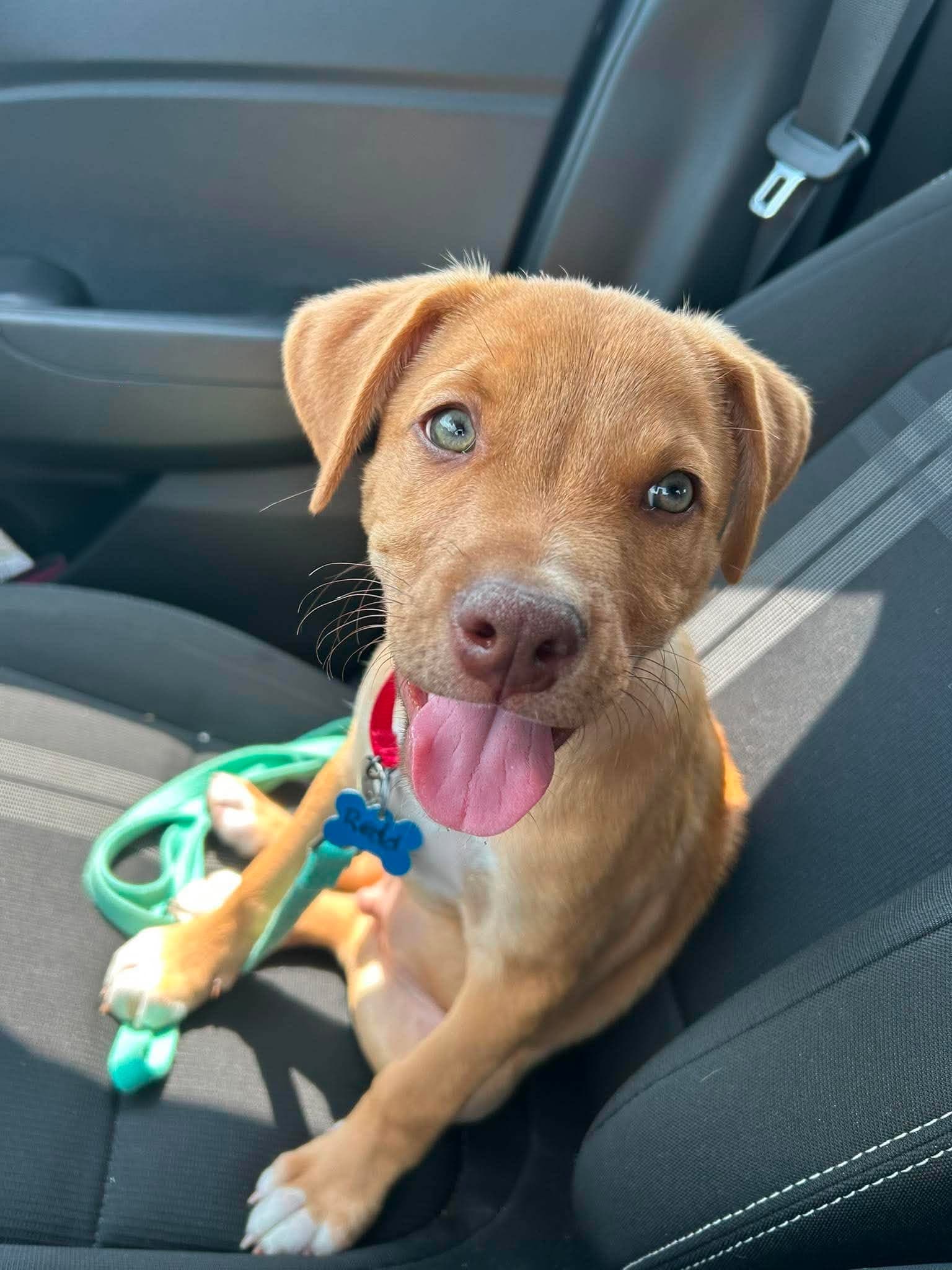 Redd - Americana Litter - Labrador Retriever