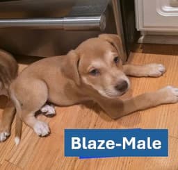 Blaze - Americana Litter image 1
