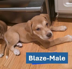 Blaze - Americana Litter - Labrador Retriever