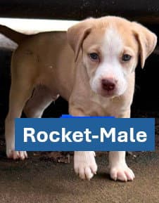 Rocket - Americana Litter - Labrador Retriever