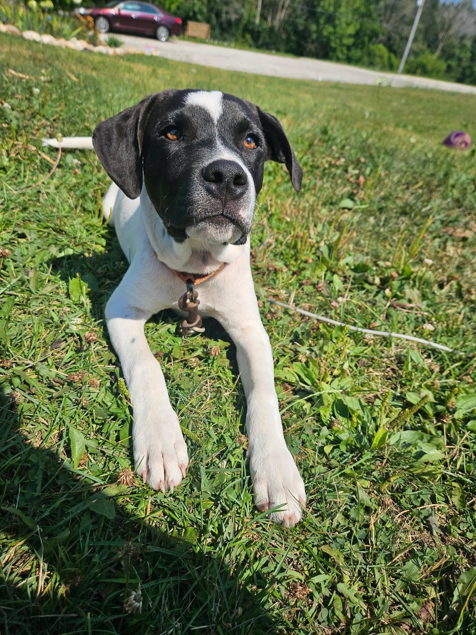 Emmett - Twilight Litter - Hound