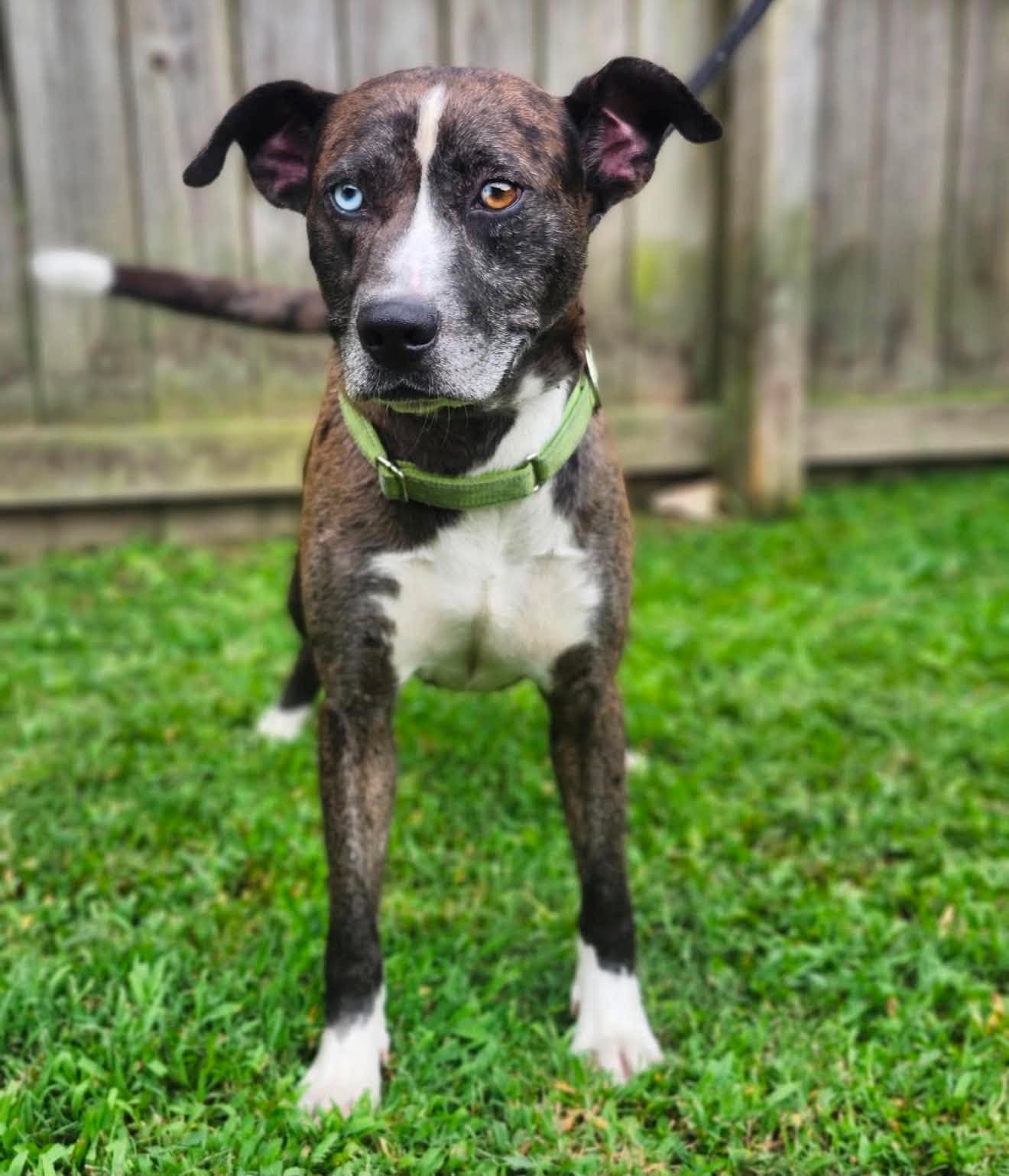 Luke - Catahoula Leopard Dog