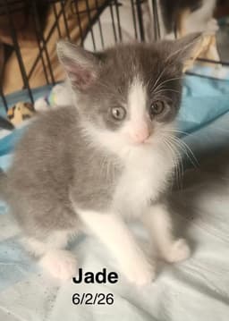 Jade image 1
