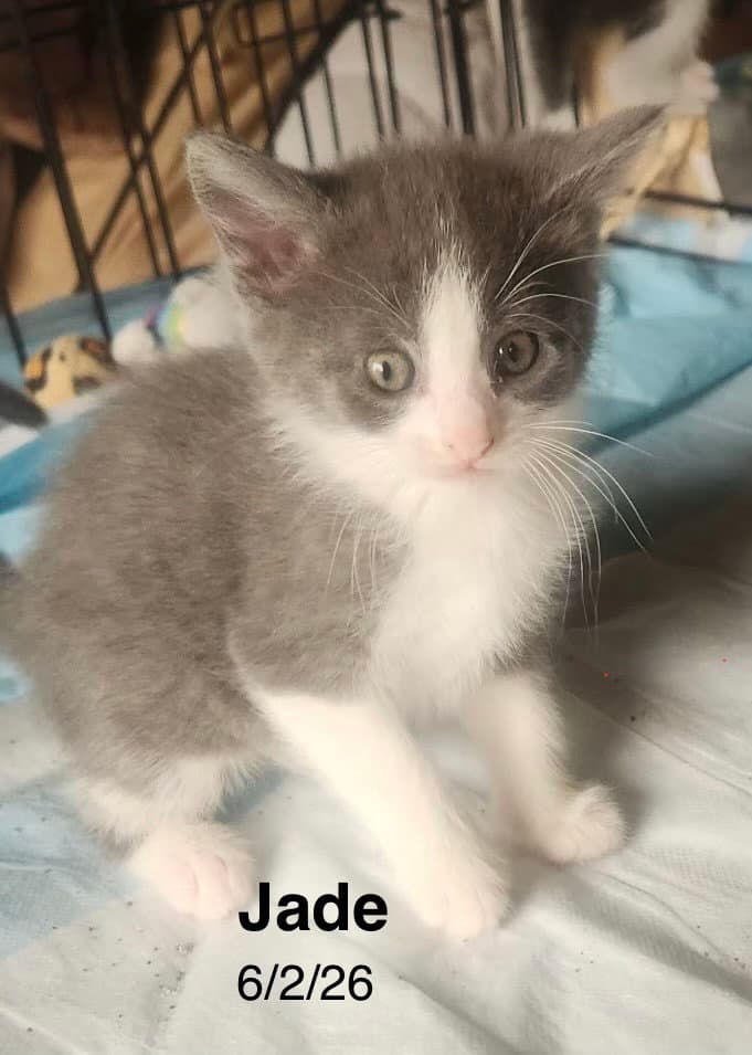 Jade - Domestic Short Hair
