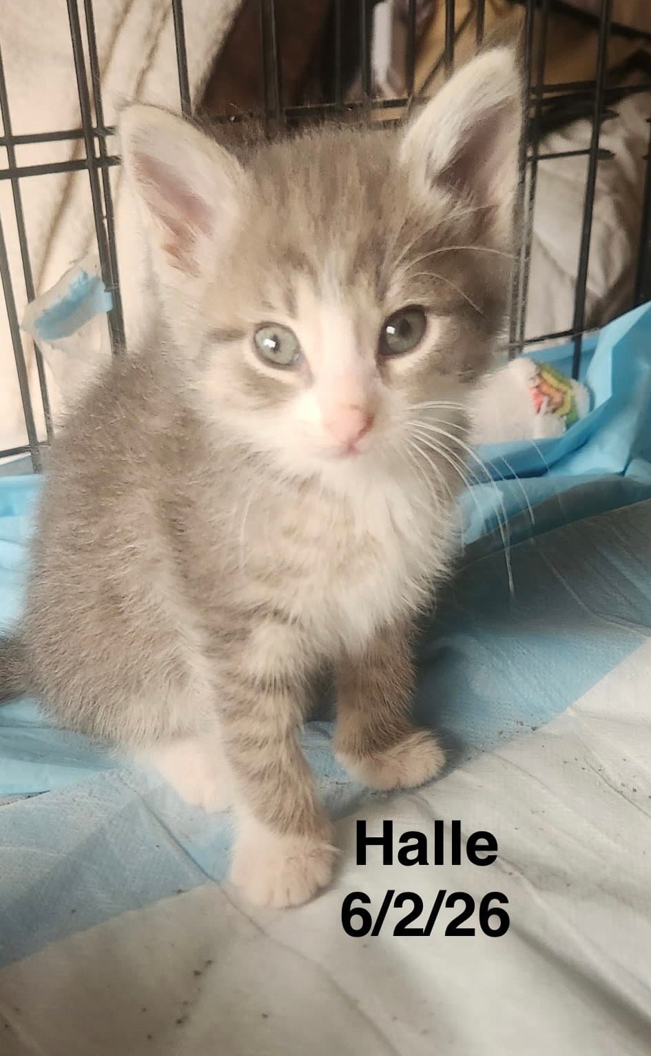 Halle - Tabby