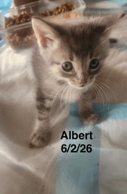 Albert image 1