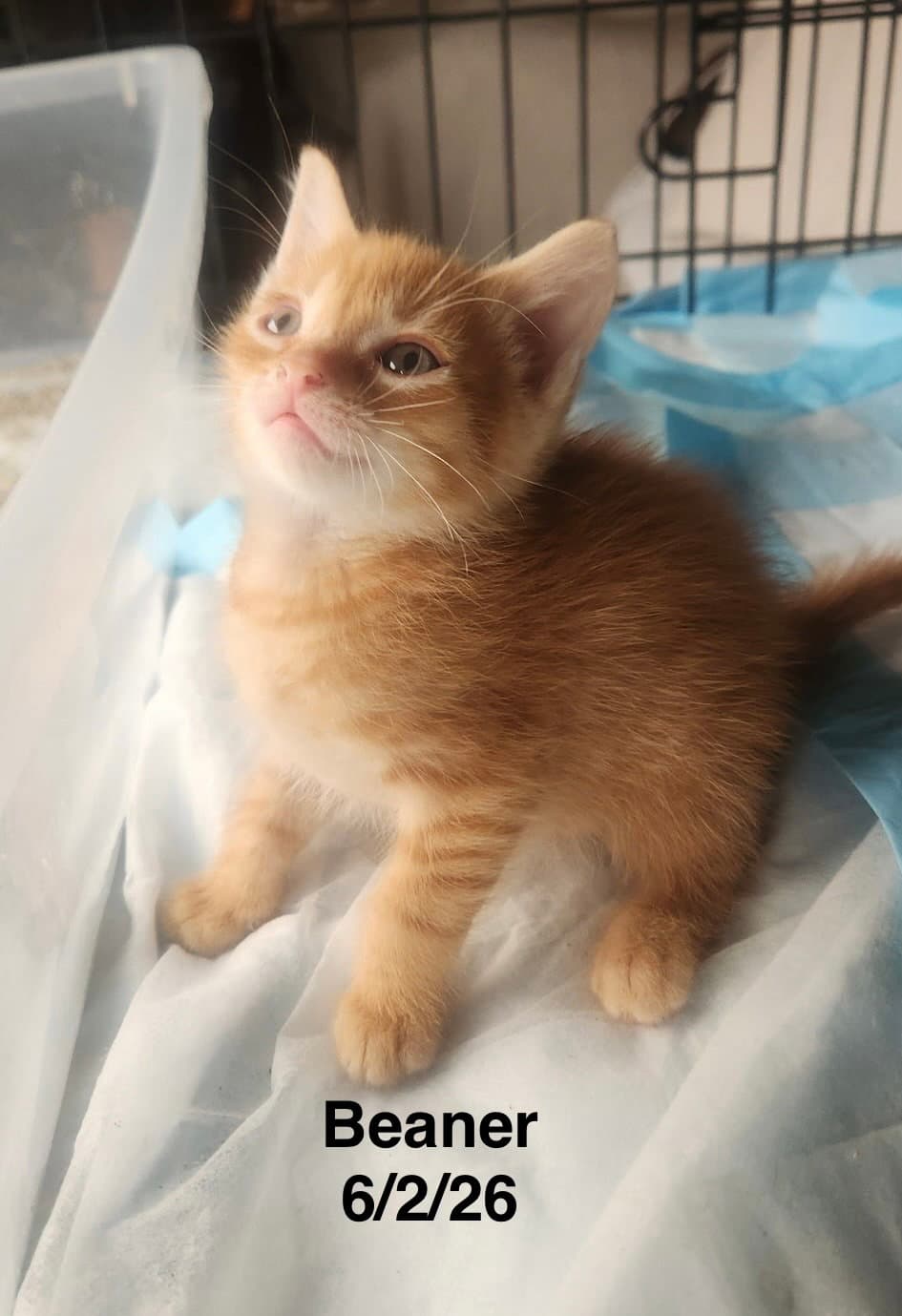 Beaner - Tabby
