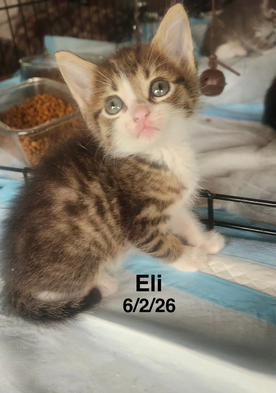 Eli - Tabby