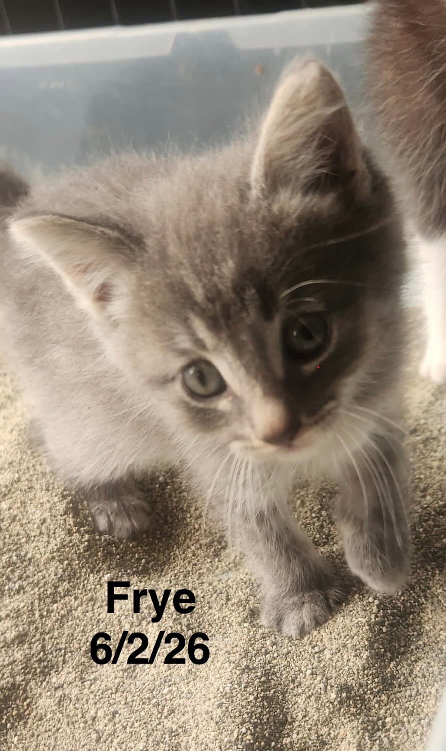 Frye - Domestic Short Hair