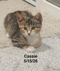 Cassie image 1