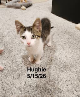 Hughie image 1