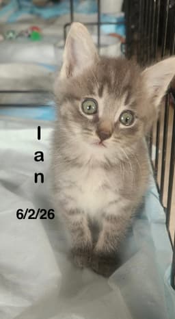 Ian image 1