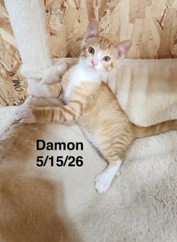 Damon image 1