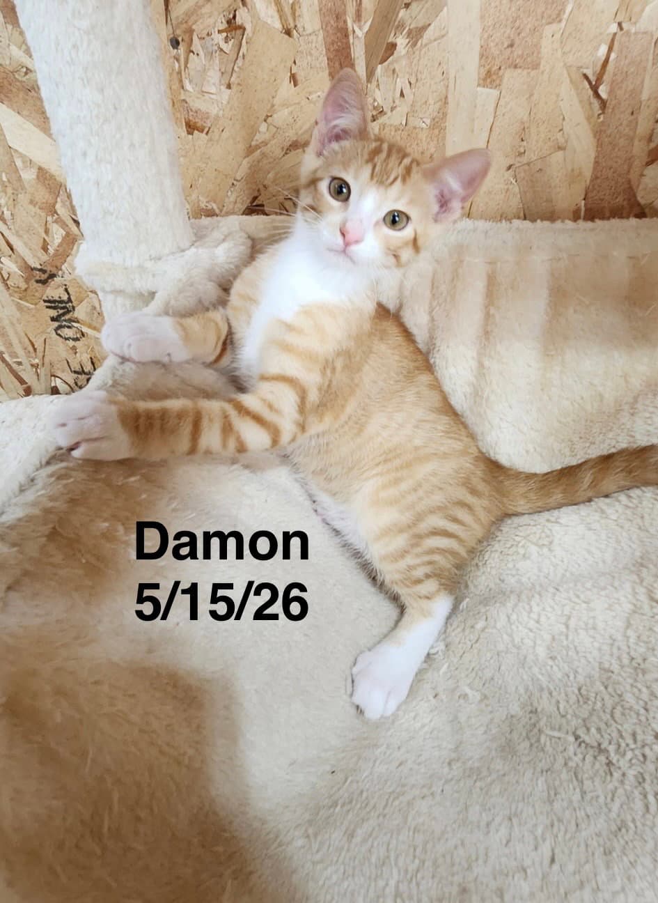 Damon - Tabby